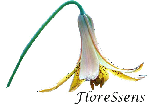 FloreSsens